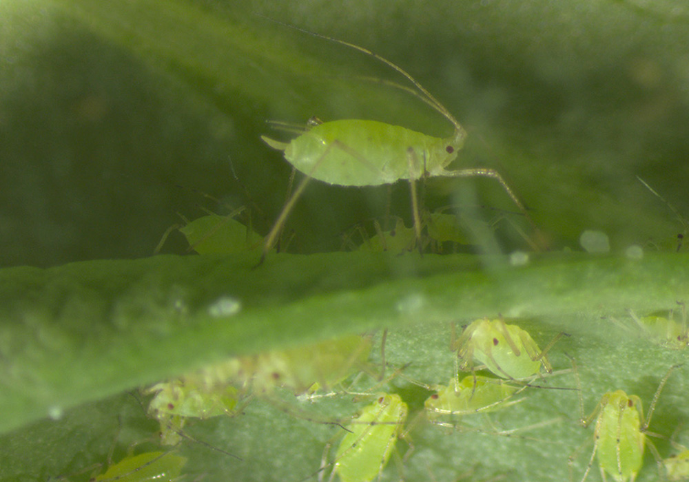 Pea aphids are one of many species of insects that will be studied in the new University of Saskatchewan Insect Research Facility.  |  Berenice Romero photo