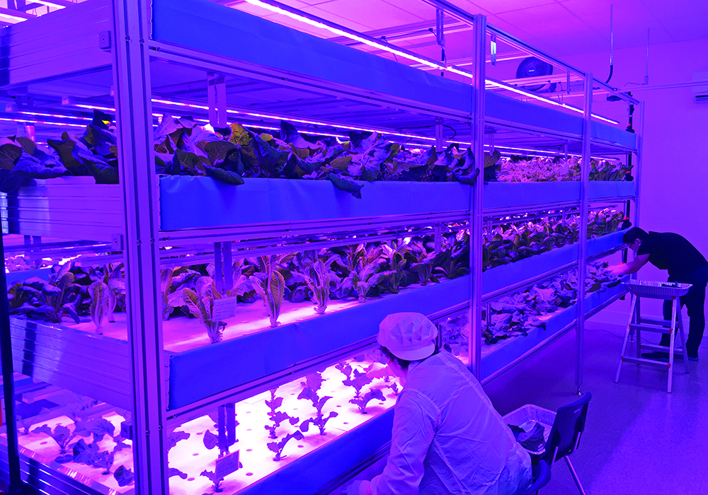 The OCN Smart Farm is located in the Veterans Hall of the Opaskwayak Cree Nation near The Pas, Man. | Stephanie Cook photo