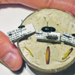 The click beetles and their respective wireworms, which are the beetles’ larval form. These three are all prominent pest species collected in 2017. From left, they are hypnoidus bicolor, selatosomus aeripennis destructor and aeolus mellilus. S. destructor can destroy three to 10 times as many seeds as H. bicolor, and is the main wireworm pest on the Prairies. | Barb Glen photo