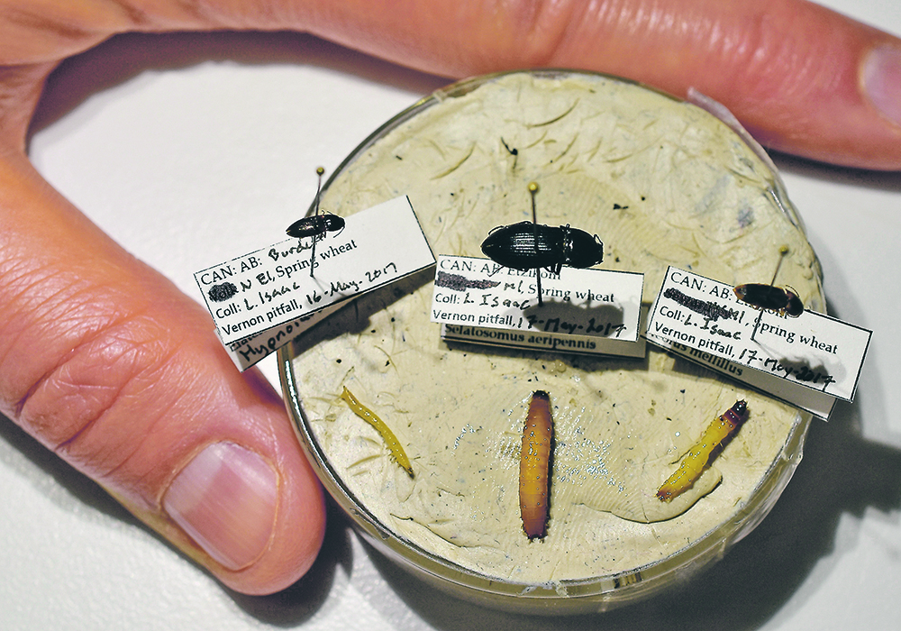 The click beetles and their respective wireworms, which are the beetles’ larval form. These three are all prominent pest species collected in 2017. From left, they are hypnoidus bicolor, selatosomus aeripennis destructor and aeolus mellilus. S. destructor can destroy three to 10 times as many seeds as H. bicolor, and is the main wireworm pest on the Prairies.  |  Barb Glen photo