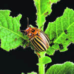 Perhaps the most devastating pest in the potato farming business is the Colorado potato beetle, which causes significant crop damage and is notorious for quickly developing resistance to chemical insecticides. | Peggy Greb/USDA photo