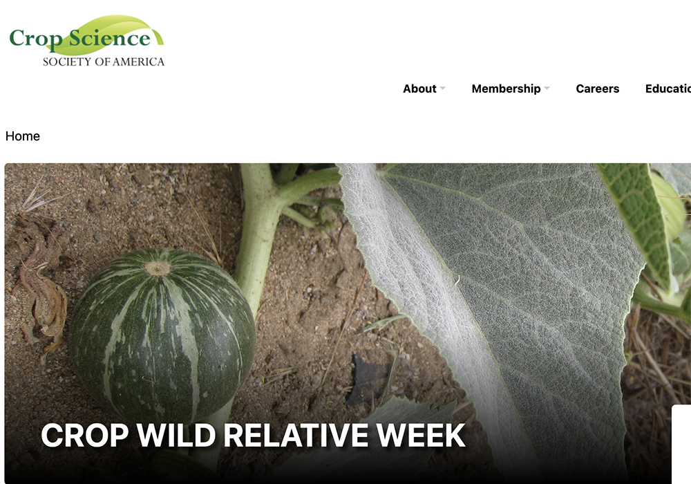 Crop scientists refer to the ancestors of today’s domestic crops as 
“crop wild relatives.” | Screencap via crops.org