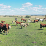 The University of Saskatchewan wants to fill its new Beef Industry Integrated Forage Management and Utilization Chair with someone who has a "complete big picture understanding of forage systems and how they’re managed at that animal-plant interface." | Edwin Crook photo