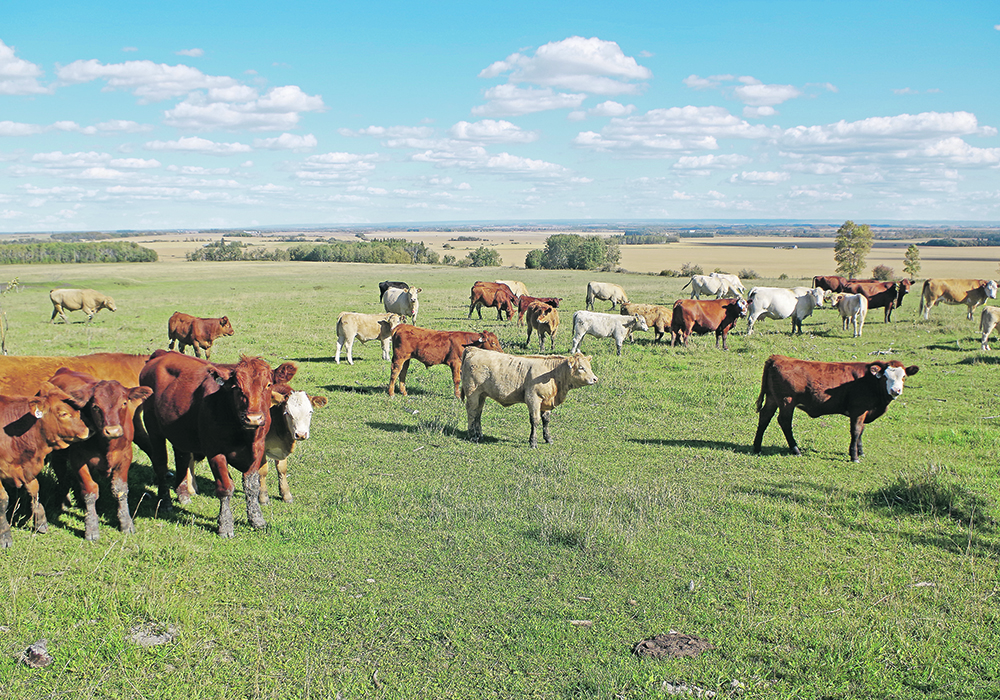 The University of Saskatchewan wants to fill its new Beef Industry Integrated Forage Management and Utilization Chair with someone who has a "complete big picture understanding of forage systems and how they’re managed at that animal-plant interface." | Edwin Crook photo