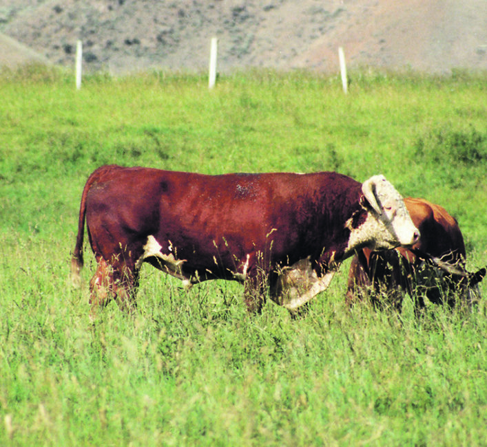 Trichomoniasis is a tricky illness to manage | The Western Producer