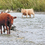 Cattle are particularly susceptible to fog fever if they are suddenly moved from a dry and overgrazed pasture to a situation where there is unlimited access to lush regrowth. These free-ranging cattle roam the Highwood River Valley in the mountains west of Longview, Alta., during the summer. Once fall arrives, they are rounded up and brought to lower elevations. | Wendy Dudley photo