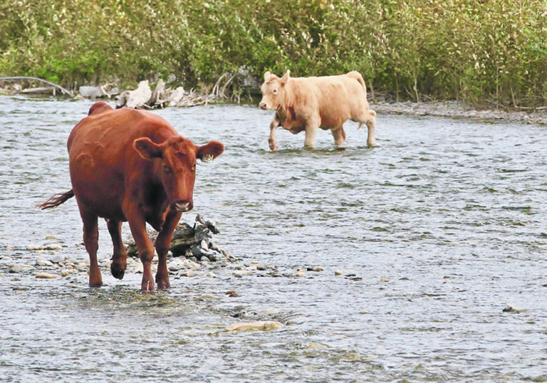 Risk of fog fever in cattle potentially higher this autumn The
