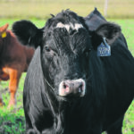 A U.S. Department of Agriculture report suggests a five percent increase in cow slaughter in Canada, which would result in a one percent decline in beef cow inventories for 2022. | Les Dunford photo