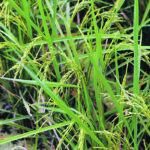 The author says Greenpeace has played a large role in delaying the production of Golden Rice, a genetically modified variety that promises to alleviate vitamin A deficiencies in children in many parts of the world. | Reuters/Erik De Castro photo