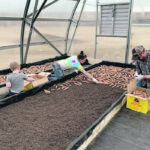 Jordan Lessner and his son Sawyer assist Kaitlyn Tancowny bed sweet potatoes in the greenhouse at Alberta Sweet Potatoes this past spring. | Alberta Sweet Potatoes photo