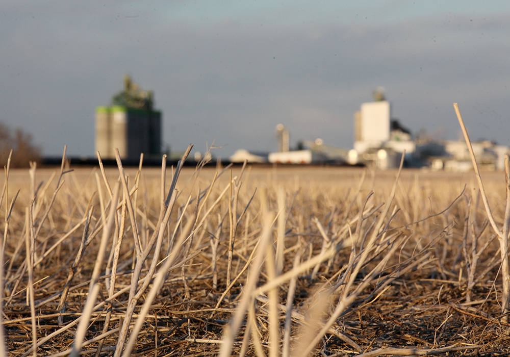 If growers are doing soil testing, Autumn Barnes, an agronomist with the canola council, suggests they focus on areas that have a lot of traffic because clubroot spores are commonly spread by vehicles. | Michael Raine photo