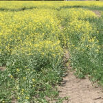 With the scant available Canadian canola fetching high prices, customers of the world's biggest canola exporter are leaning more heavily on smaller-producing countries or alternative vegetable oils such as palm and soybean oil, adding to global food inflation. | File photo