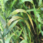 Bacterial leaf streak is rearing its ugly head in Alberta. | University of Nebraska photo