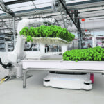 A robotic arm system named Ada lifts Genovese Basil plants for a root inspection at the Iron Ox greenhouse. The robot below the plants lifts and moves the growth tanks autonomously. | Reuters/Nathan Frandino photo