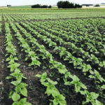 Too much nitrogen can actually decrease the oil concentration in sunflower seeds, which decreases the quality of the crop, according to researchers in Argentina. | Soil Science Society of America photo