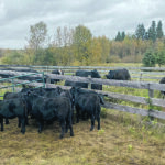 Two people have been charged and 19 cattle siezed with the help of Livestock Services of Saskatchewan during an Alberta fruad investigation. | RCMP photo