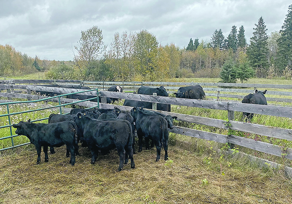 Two people have been charged and 19 cattle siezed with the help of Livestock Services of Saskatchewan during an Alberta fruad investigation.  |  RCMP photo