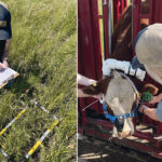 Megan Wasden, a University of Saskatchewan Master of Science student in the College of Agriculture, is doing a study on hardier and more sustainable forages. On the right, Wasden puts a gas headgear on a steer. Wasden said this was the most labour intensive part of the study | Megan Wasden photos