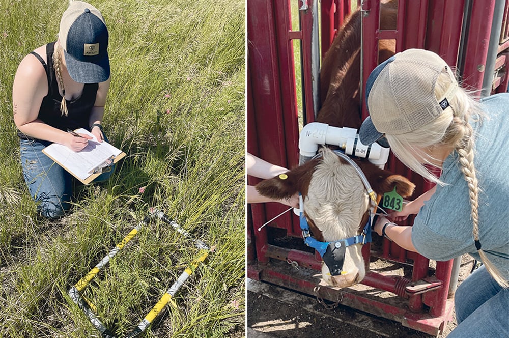 Megan Wasden, a University of Saskatchewan Master of Science student in the College of Agriculture, is doing a study on hardier and more sustainable forages. On the right,  Wasden puts a gas headgear on a steer. Wasden said this was the most labour intensive part of the study | Megan Wasden photos