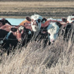 Alberta Beef Producers refunds almost half the check-off dollars collected from producers. | File photo