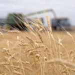 Canada will benefit from the anticipated contraction of Russia’s export program because it will drive up global wheat prices. | File photo