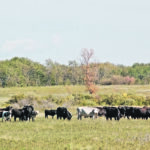 Pastures are at a variety of stages and conditions across Western Canada as severe drought was followed by rain. Despite improvements, many pastures are stressed, like this one near Hilton, Man., last week. That is making the supply of grass-fed beef even more challenging. | Jeannette Greaves photo