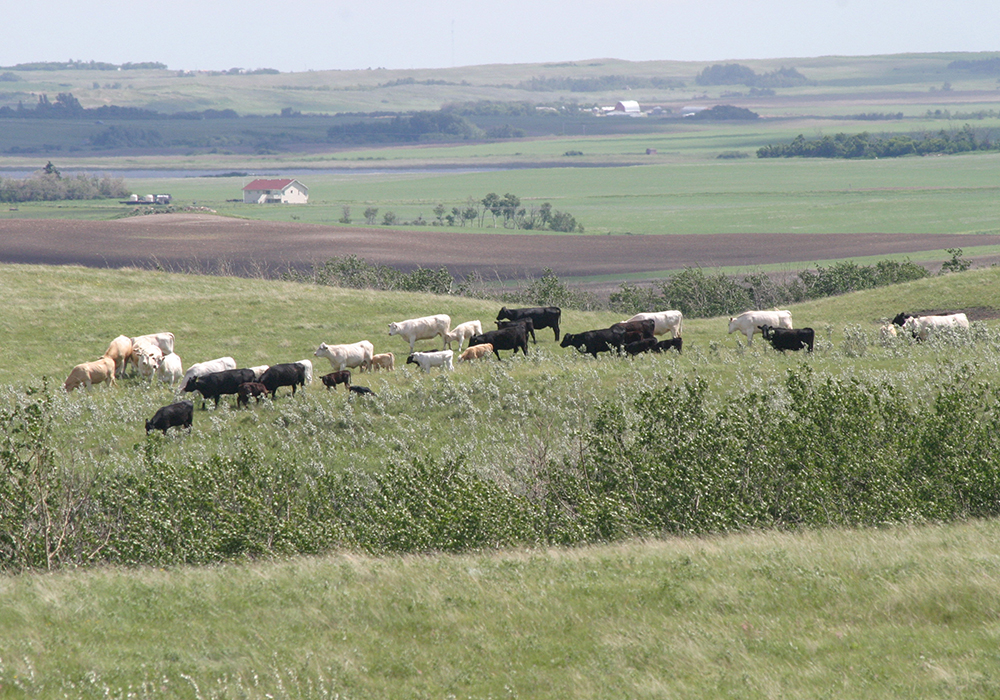 Walmart's plan to buy more sustainable beef represents the largest public commitment by a single retailer. | File photo