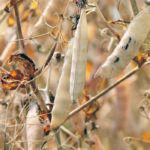 An Israeli company hopes its new high-protein yellow pea variety can be registered next year and commercialized for 2023. | File photo