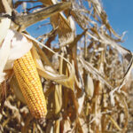 Bayer says genetically modified crops including corn have undergone more safety tests than "any other crop in the history of agriculture" and have been judged safe for humans, animals and the environment. | File photo