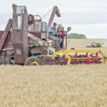Gary Dixon combines with his antique Massey Harris. | Randy Vanderveen photo