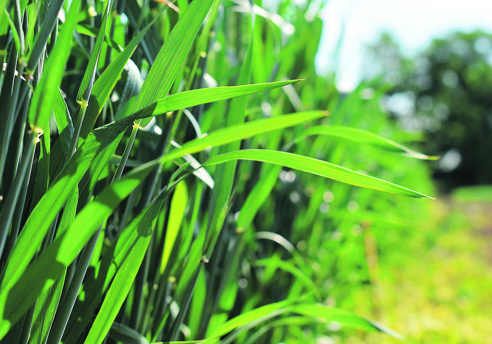 The weather will still be a factor with fall-seeded crops such as winter wheat, but the nature of the crop allows for different management strategies. | File photo