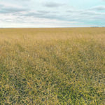 The Manitoba Canola Growers Association says innovation is critical for producers, who must remain competitive in the global market. | Mike Raine photo
