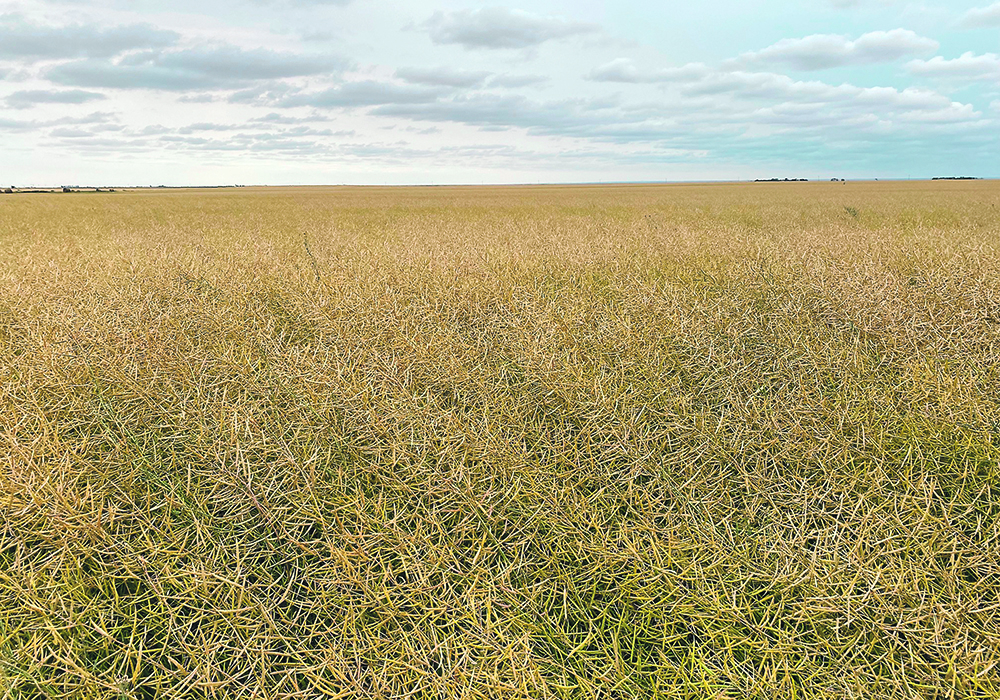 The Manitoba Canola Growers Association says innovation is critical for producers, who must remain competitive in the global market. | Mike Raine photo