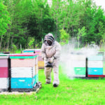 Honey production likely fell by 20 to 30 percent in Alberta this year, making it the third consecutive season of lower than average totals in the province. | Alberta Beekeepers Association/Demetrios Giannitsios photo