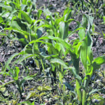 An analysis of 27 years of herbicide evaluation trials from 1992- 2018 found that when weed control was less than 94 percent over the entire weed community and growing season, it exacerbated the effect of heat or drought on corn yields. | File photo