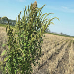 This Palmer amaranth plant was found growing in southern Manitoba. | Kim Brown-Livingston photo