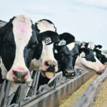 The Canola Council of Canada study found that milk production climbed steadily when cattle were fed rations containing eight, 16 and 24 percent canola meal. | File photo