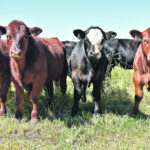 Intranasals have come a long way since the early days and are more often used on very young calves or cattle entering feedlots where quick immunity is necessary. | File photo