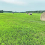 The prairie hay shortage is estimated at four million tonnes this year because of drought. | Brian Cross photo