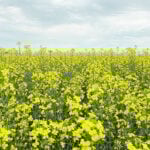 Bayer’s Roundup Ready canola patent expires on April 26, 2022. | File photo