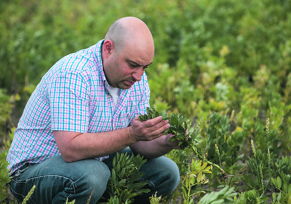 University of Saskatchewan entomologist Sean Prager examines a fababean plant for signs of insect infestation. Lygus bugs are becoming a problem for the pulse crop as well as canola. | U of S photo