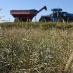 It’s no surprise November canola futures last week closed at a contract high of about $927 per tonne given an estimated national average yield of only 25.3 bushels and acres, the lowest since 2002 due to drought and heat. | File photo