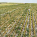 Task force chair Bill Prybylski, who farms near Willowbrook, Sask., said the funding hasn’t even kept up with the rate of inflation. Programs within the agreement have been cut and need restoration, and the risk associated with farming is considerably more than it was 10 years ago. | File photo