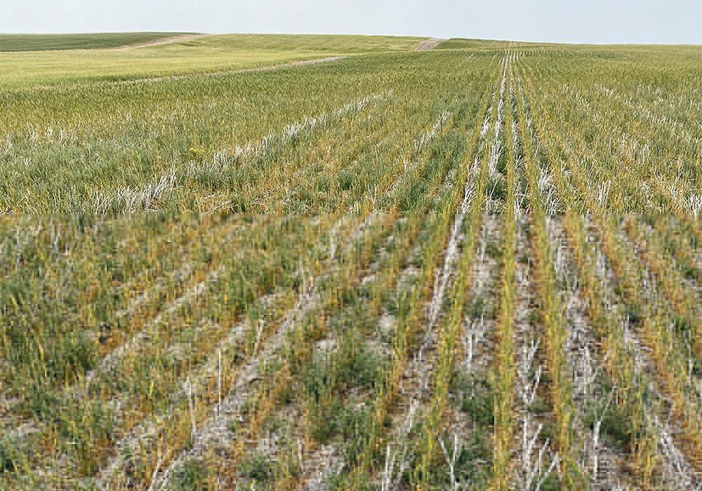 Task force chair Bill Prybylski, who farms near Willowbrook, Sask., said the funding hasn’t even kept up with the rate of inflation. Programs within the agreement have been cut and need restoration, and the risk associated with farming is considerably more than it was 10 years ago. | File photo