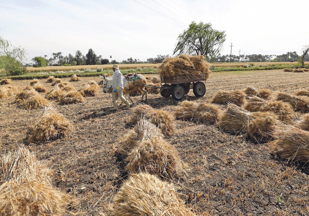 Egypt is the world's largest wheat buyer. | Reuters photo