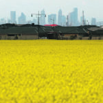 Better known for its wheat and barley, Australia is forecast to harvest a record canola crop of more than 5 million tonnes this season, according to government data. | Reuters photo