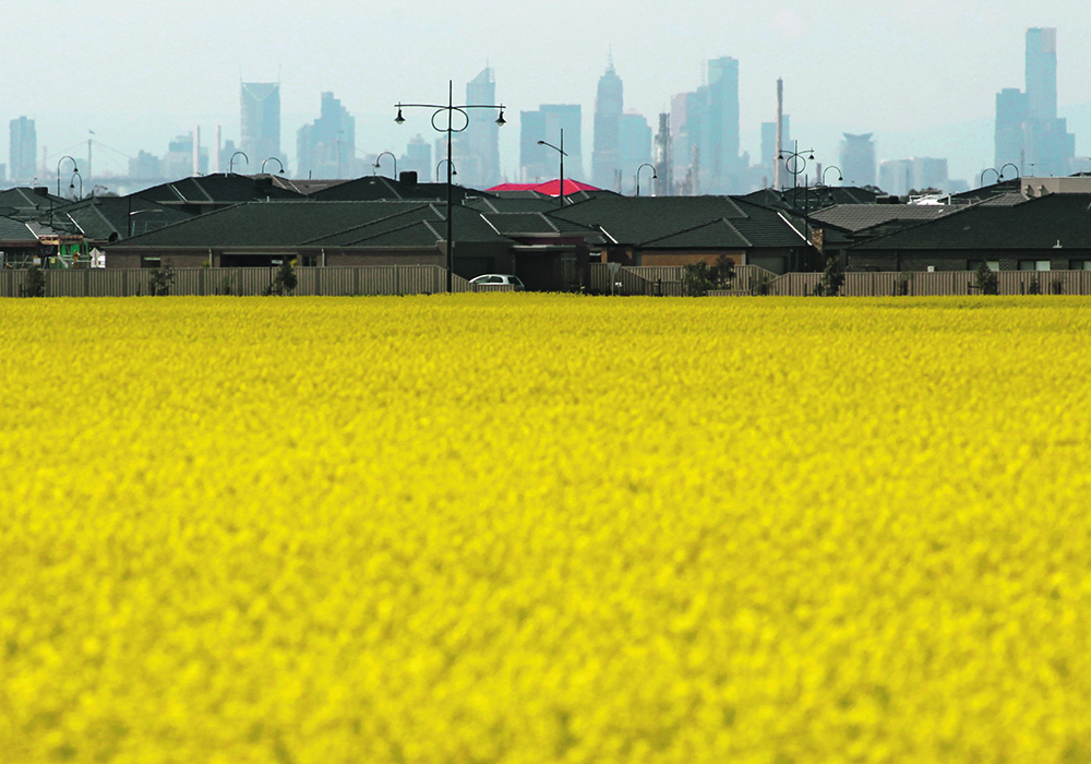 Better known for its wheat and barley, Australia is forecast to harvest a record canola crop of more than 5 million tonnes this season, according to government data. | Reuters photo