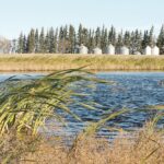In the Canadian Prairies, wetland drainage has resulted in the loss of more than 40 percent of natural wetlands. The impacts associated with this drainage are largely unmitigated. | File photo