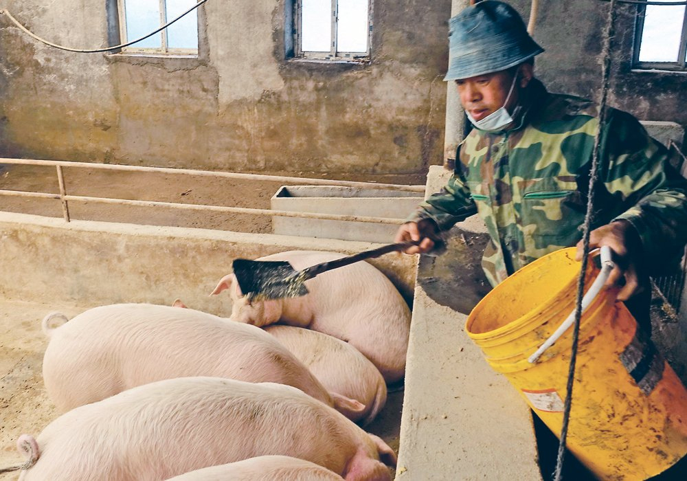 China's pork output jumped 38 percent in the first three quarters of 2021 versus a year earlier to 39.17 million tonnes, the statistics bureau said. | Reuters photo