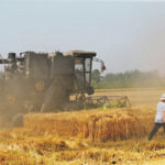 The U.S. Department of Agriculture estimates China produced a record 136.9 million tonnes of wheat this year, but there was above-average rainfall in key production areas during the last few months of the growing season. | Reuters/Tingshu Wang photo